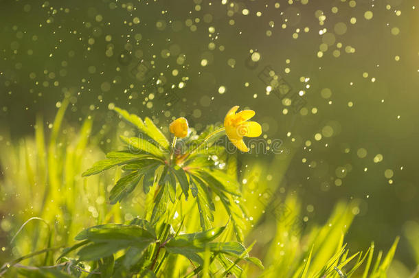 野生的花毛茛和阳光和飞行的水微粒.