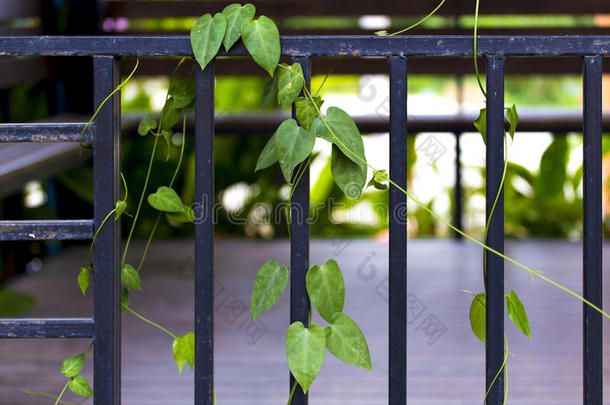 <strong>攀登</strong>的植物向黑的钢栅栏,指已提到的人<strong>攀登</strong>的植物是（be的三单形式绿色的