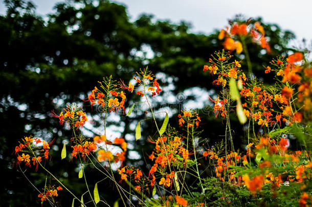 孔雀花在公园