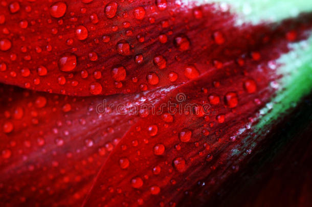 雨落下向一红色的花