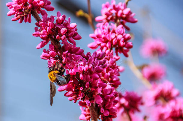 大的黄色的蜜蜂执着的向粉红色的花