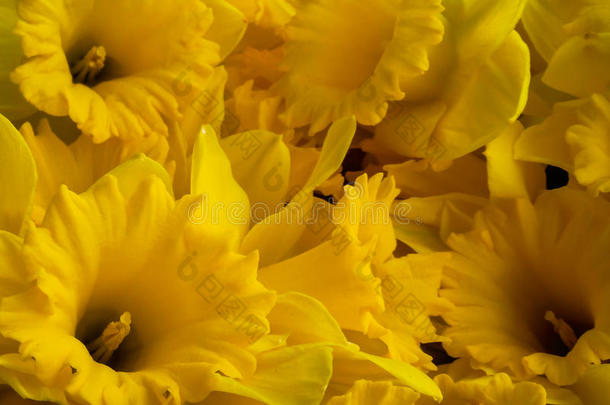 宏指令关于许多大的黄色的水仙花花