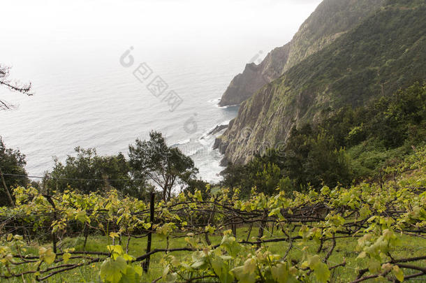 悬崖向马德拉白葡萄酒岛