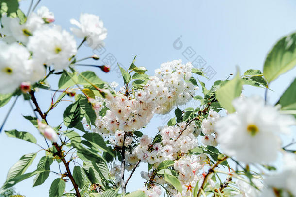 美好精神饱满春季樱花樱桃树植物