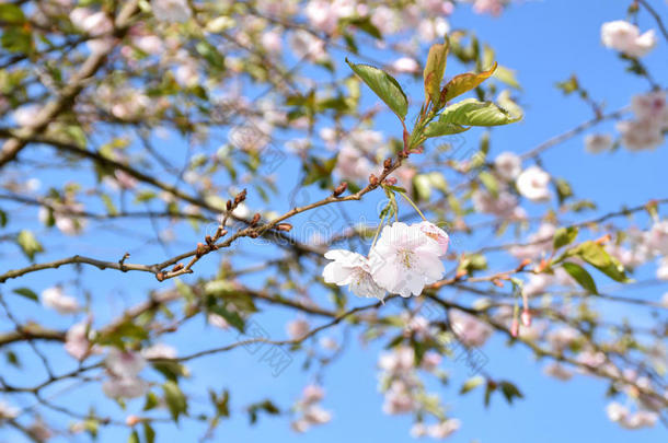 <strong>樱花</strong>树盛开的.