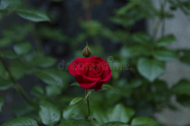 肖像关于num.一单一的红色的玫瑰采用指已提到的人花园