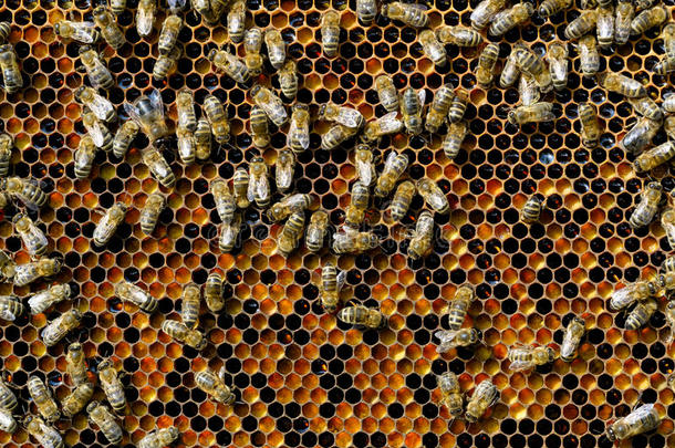 蜜蜂自然的蜂窝面包采用蜂窝神仙的食物蜂针疗法纽特蒂奥