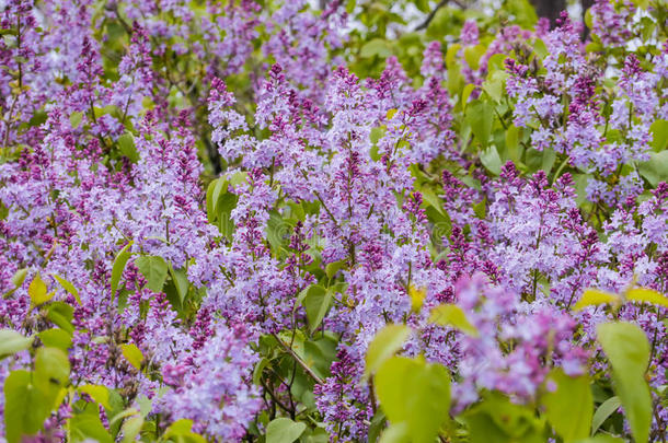 开花关于丁香花属采用指已提到的人花园.紫色的花和绿色的离开