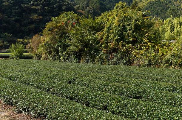 茶水农场