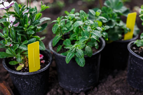 花采用罐在之前plant采用g在后院