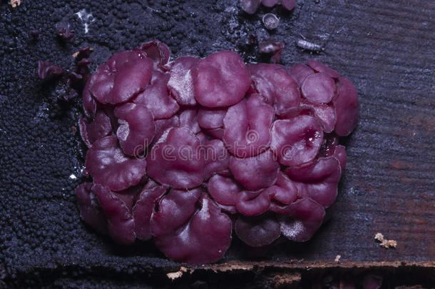 小的真菌紫色的果冻盘或果冻落下,Ascoc或yne结节瘤