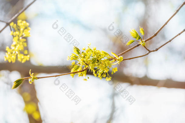 酸橙树花特写镜头照片.花花ing树菩提树