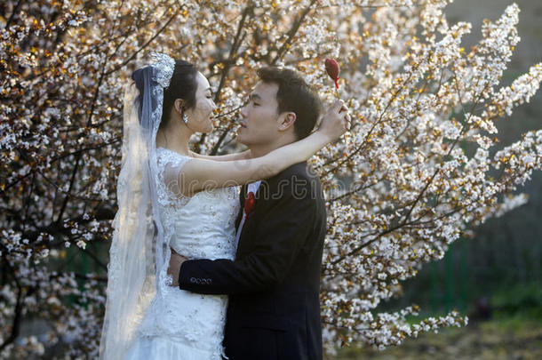 中国人对婚礼节肢动物采用前面关于樱桃花