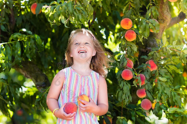 小孩采摘和吃<strong>桃子</strong>从成果树