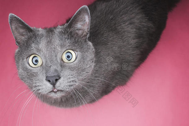 灰色的猫一次向指已提到的人粉红色的背景