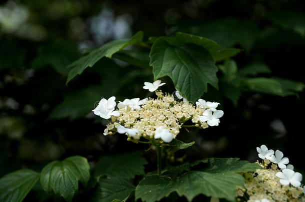 白色的春季花向一树