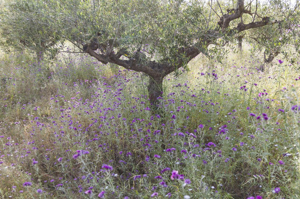 橄榄树和紫色的蓟花在近处上升采用落花生向Greece希腊