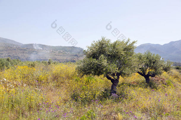 橄榄树和黄色的花在近处上升采用<strong>落花</strong>生向希腊人佩洛