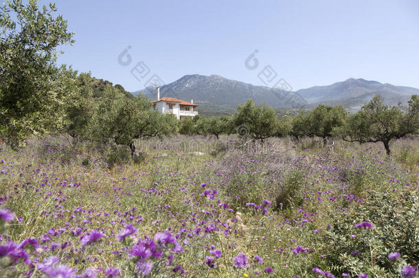 橄榄树和紫色的蓟花在近处上升采用<strong>落花</strong>生向Greece希腊