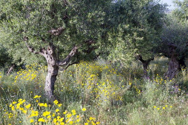 橄榄树和黄色的花在近处上升采用落花生向希腊人佩洛