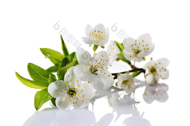 春季樱桃花树枝和白色的花,芽和绿色的