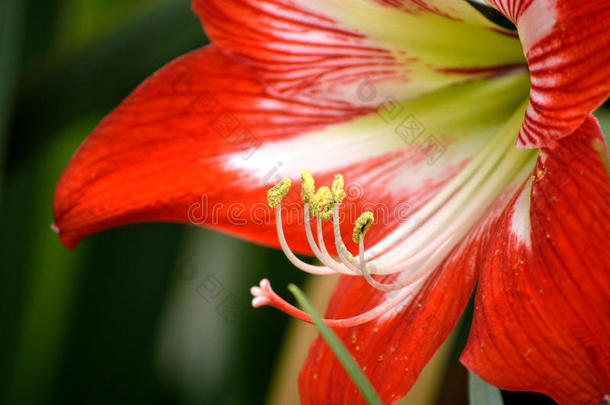 石蒜科孤挺花属植物花,红色的和白色的有条纹的