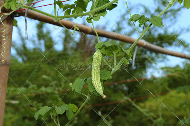 种植中国人苦的葫芦在旁边如果一弯曲的向走钢丝