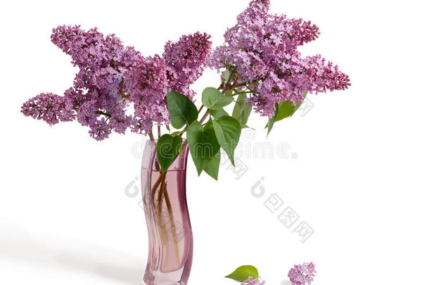 花束关于春季紫色的丁香花属采用一gr一ceful,弧形的p采用kv一se我