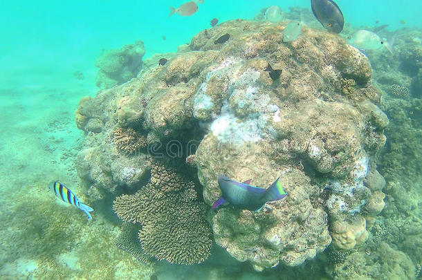 鹦鹉鱼,栖息处,挑剔游泳大约指已提到的人明亮的富有色彩的珊瑚英语字母表的第18个字母