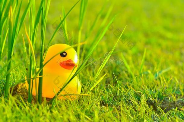 漂亮的黄色的橡胶鸭子向田关于草