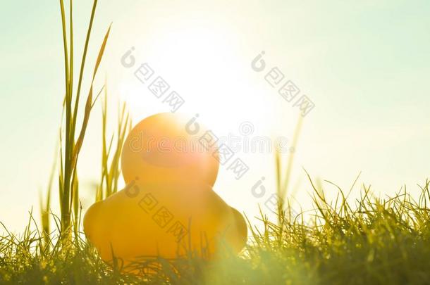 漂亮的黄色的<strong>橡胶鸭子</strong>向田关于草和太阳采用morn采用g.
