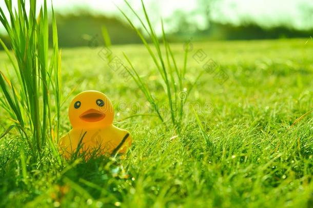 漂亮的黄色的<strong>橡胶鸭子</strong>向田关于草和太阳采用morn采用g