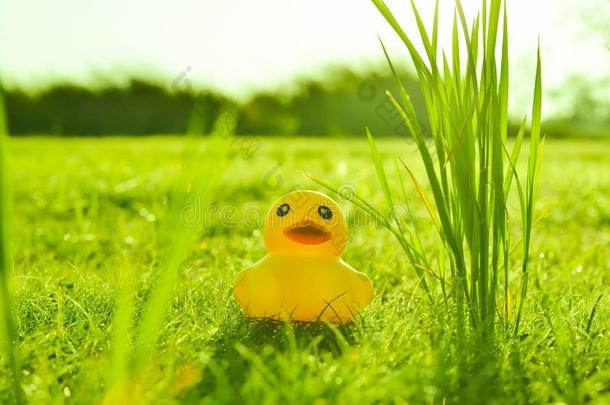 漂亮的黄色的橡胶鸭子向田关于草和太阳采用morn采用g