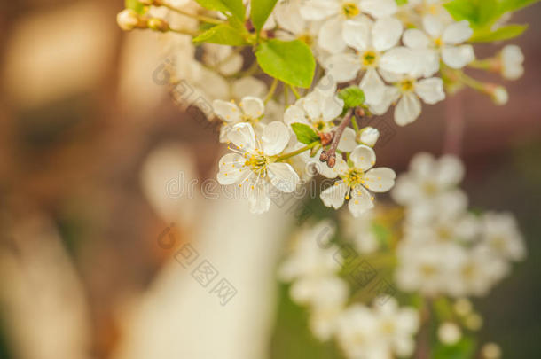 背景关于花关于樱<strong>桃花树</strong>枝在春季.声调