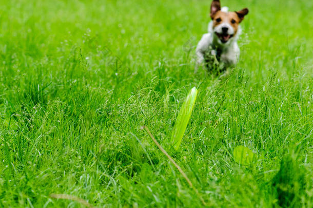 狗追赶绿色的圆盘采用草精心选择的集中向玩具