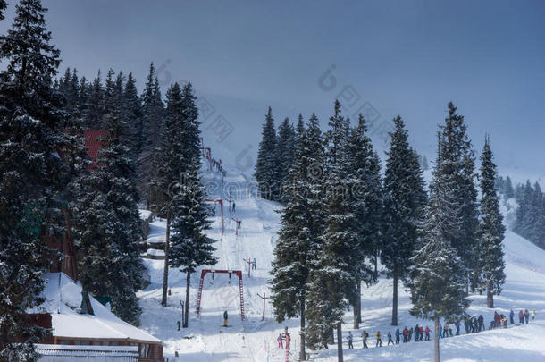 滑雪下坡路和斜坡和电梯在之间雪-大量的树