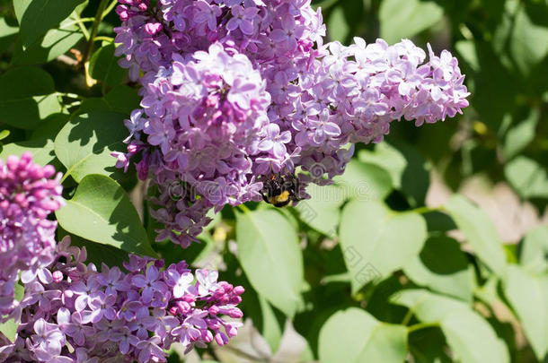 <strong>大黄蜂</strong>向紫丁香属的植物花