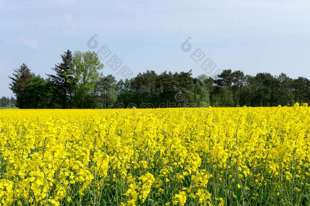 黄色的田