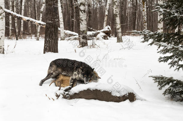 黑的阶段灰色的狼canister小罐狼疮推别的狼在鹿Cana加拿大