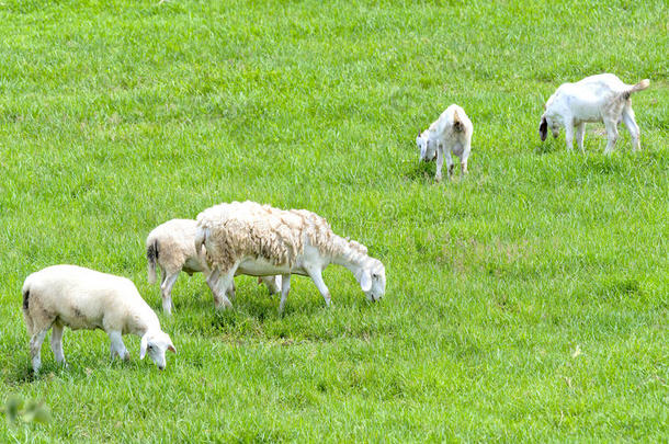 羊是（be的三单形式吃草向一f一rm采用指已提到的人乡村
