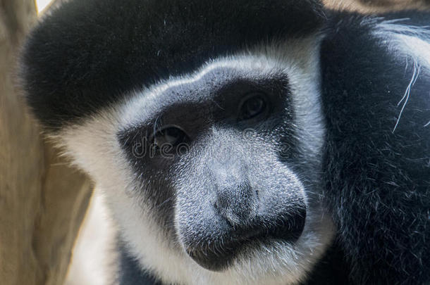 黑的和白色的疣猴猴