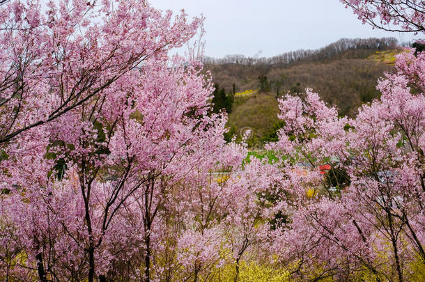 美丽的粉红色的樱桃<strong>花</strong>向指已提到的人小<strong>山</strong>,<strong>花山</strong>公园,福库斯