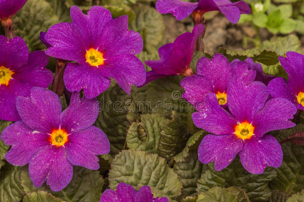 开花报春花花芽