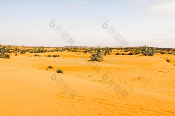 撒哈拉沙漠沙漠,沙和不同的植物