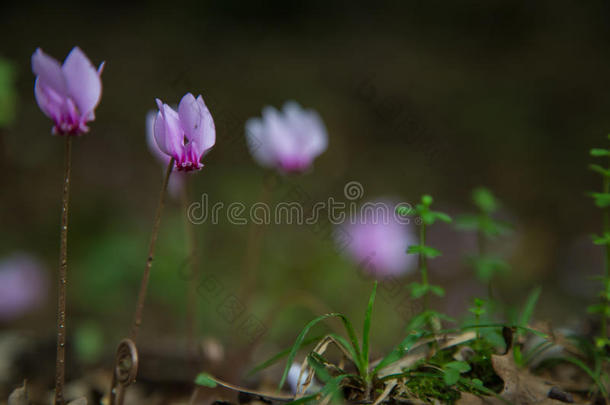 <strong>樱草</strong>属植物