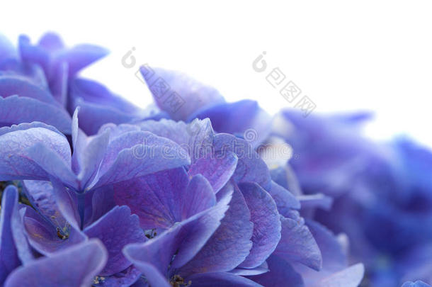 蓝色八仙花属隔离的