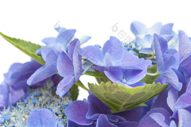 蓝色八仙花属隔离的
