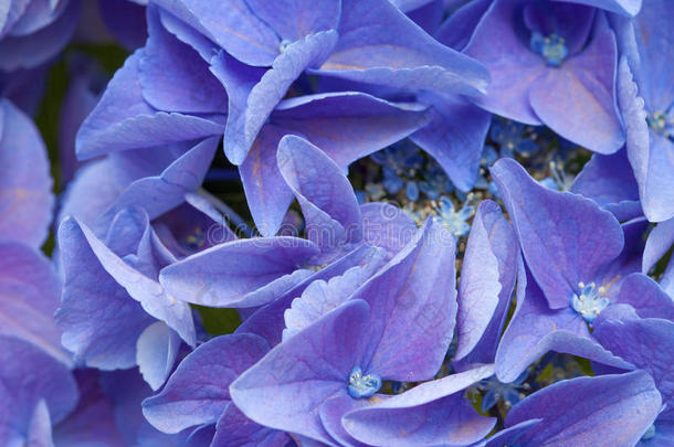 蓝色八仙花属背景