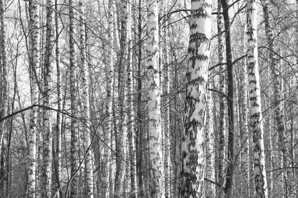 黑的和白色的照片关于桦树小树林采用秋