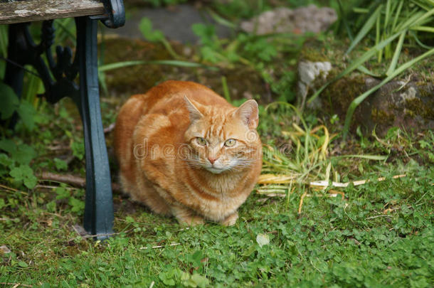 桔子果子酱猫